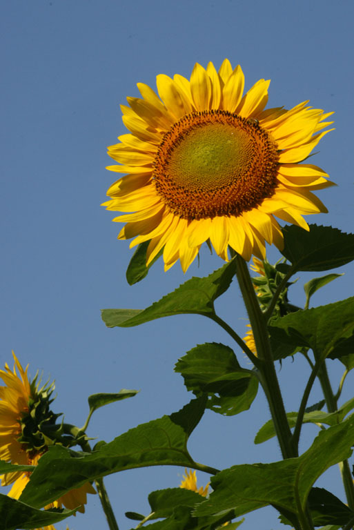 {2010717}Buttonwood Sunflower Farm412 copy